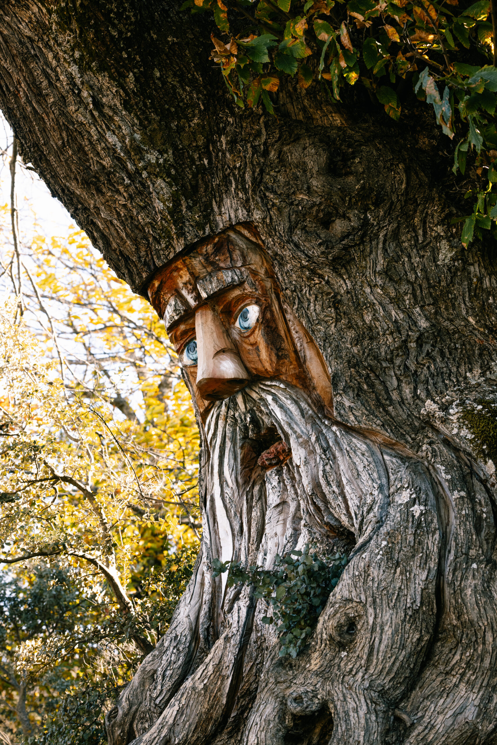 Esculturas de Madera de Ricardo Dávila, Parauta